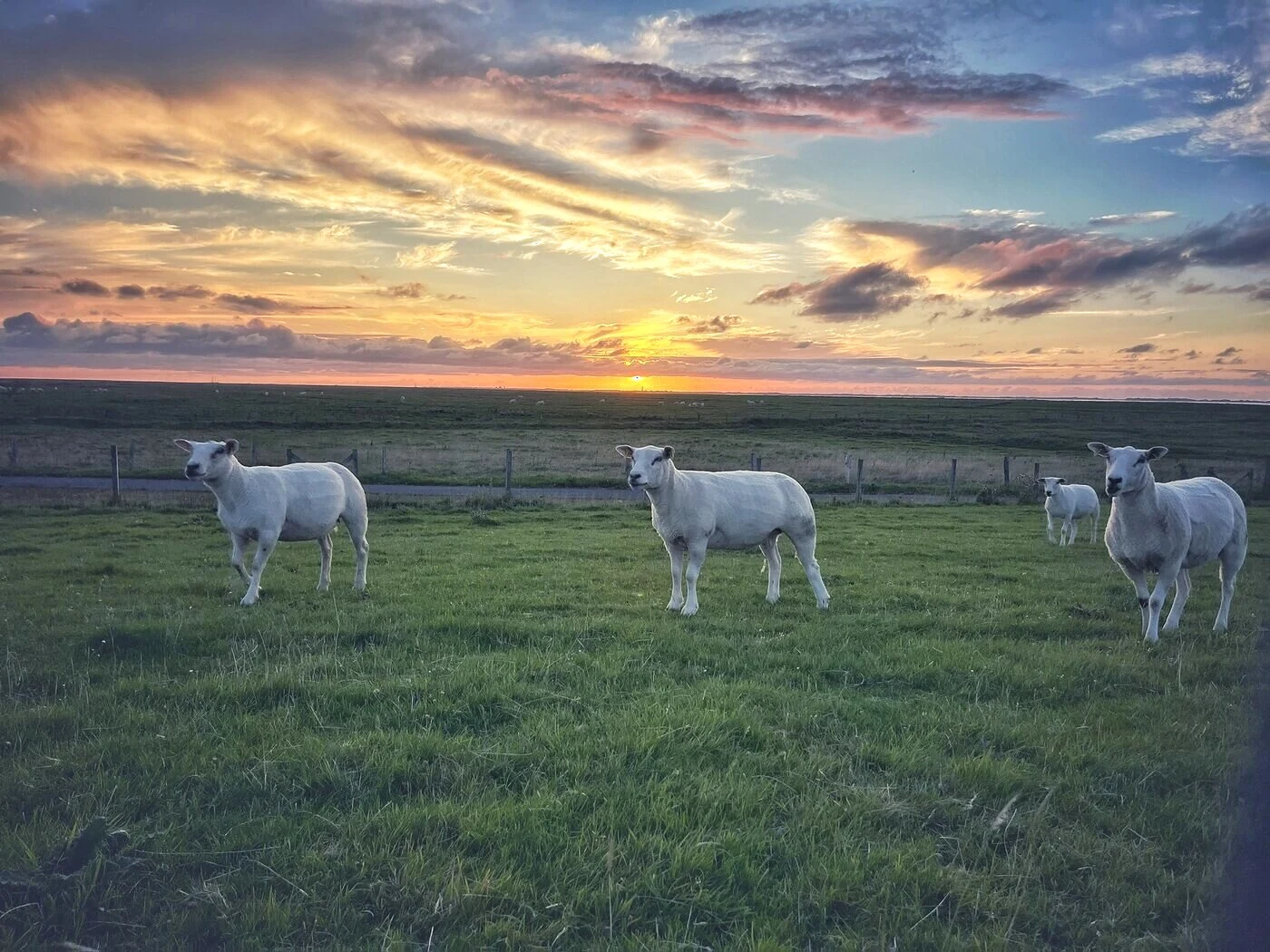 Schafe auf dem Deich bei Sonnenuntergang